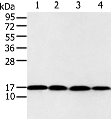 Rabbit Polyclonal Antibody to UBE2I