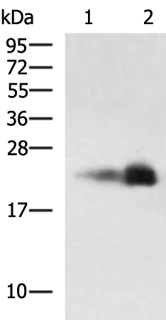 Rabbit Polyclonal Antibody to CLDN6