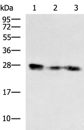 Rabbit Polyclonal Antibody to CLDN18