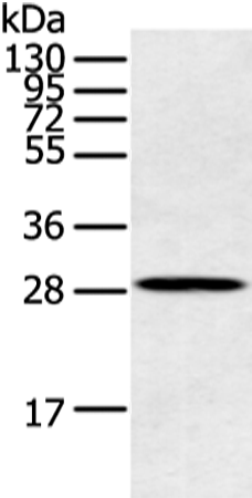 Rabbit Polyclonal Antibody to CLDN25