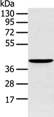 Rabbit Polyclonal Antibody to ADRB2