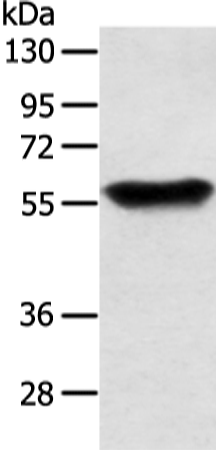 Rabbit Polyclonal Antibody to SLC1A3