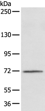 Rabbit Polyclonal Antibody to FOXP4
