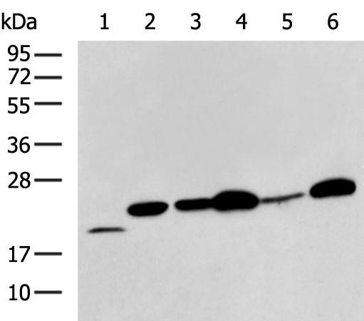 Rabbit Polyclonal Antibody to BCL2L11