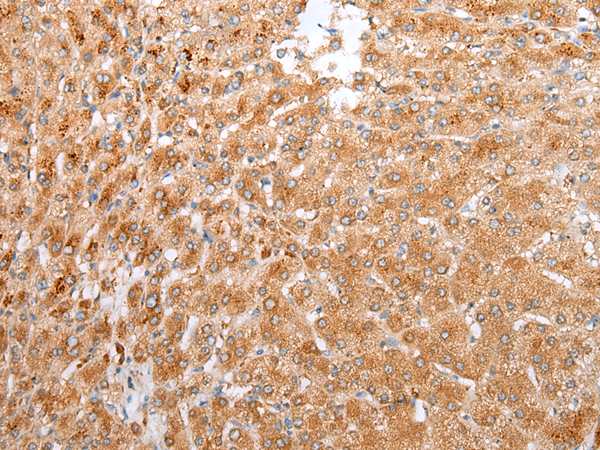 Rabbit Polyclonal Antibody to CCNG2