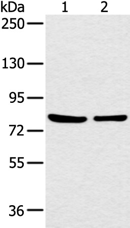 Rabbit Polyclonal Antibody to CCNT2