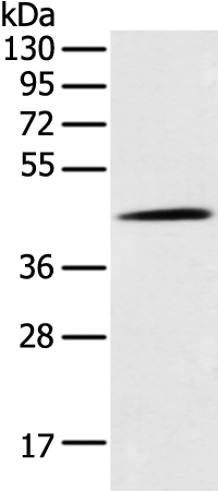 Rabbit Polyclonal Antibody to CD209