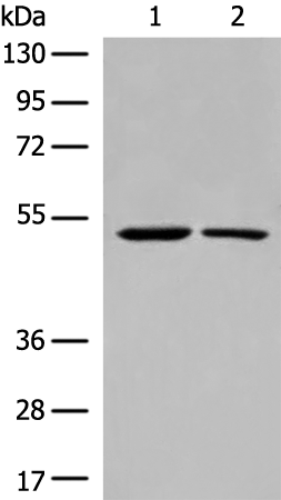 Rabbit Polyclonal Antibody to CHRNA9
