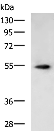 Rabbit Polyclonal Antibody to F2RL1