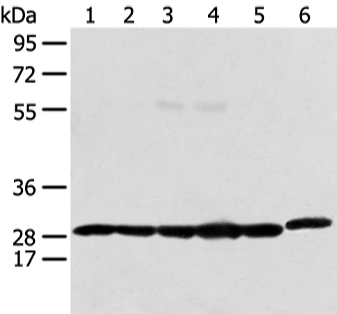 Rabbit Polyclonal Antibody to PRDX4