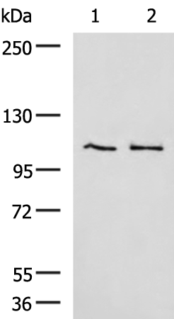 Rabbit Polyclonal Antibody to GANAB