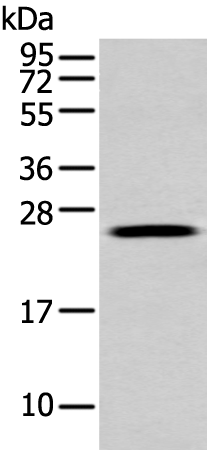 Rabbit Polyclonal Antibody to FGFBP1