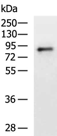 Rabbit Polyclonal Antibody to TBX3