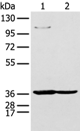 Rabbit Polyclonal Antibody to NUDT19