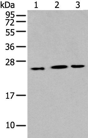 Rabbit Polyclonal Antibody to IL6