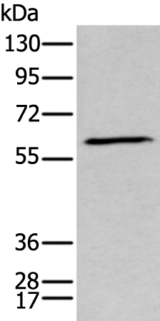 Rabbit Polyclonal Antibody to GPC5