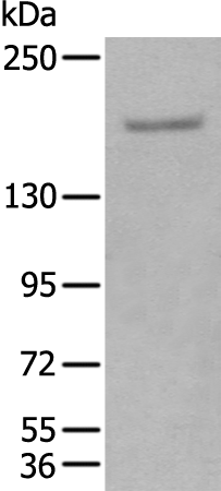 Rabbit Polyclonal Antibody to GLI3