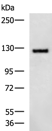 Rabbit Polyclonal Antibody to GLI1
