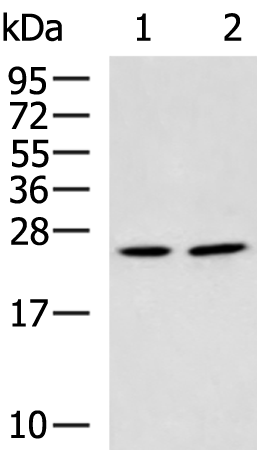 Rabbit Polyclonal Antibody to GZMH