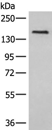 Rabbit Polyclonal Antibody to CFH