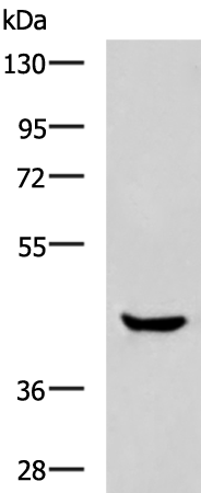 Rabbit Polyclonal Antibody to HOXA2