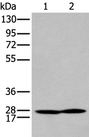 Rabbit Polyclonal Antibody to HOXA9