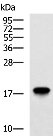 Rabbit Polyclonal Antibody to PRH2