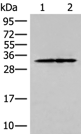 Rabbit Polyclonal Antibody to HOXC4