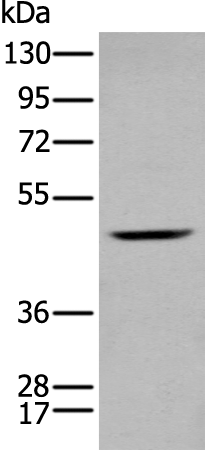 Rabbit Polyclonal Antibody to HOXD3