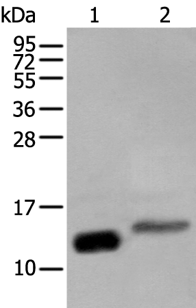 Rabbit Polyclonal Antibody to IFITM1