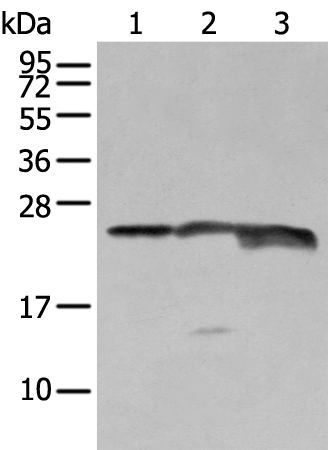 Rabbit Polyclonal Antibody to BRI3BP