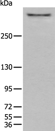 Rabbit Polyclonal Antibody to CUBN