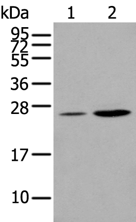 Rabbit Polyclonal Antibody to ARHGDIB