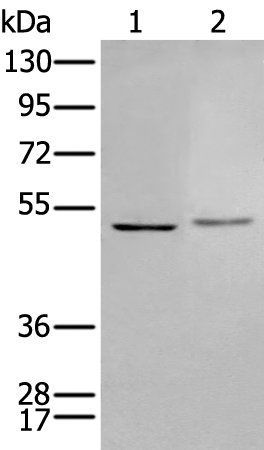 Rabbit Polyclonal Antibody to PTOV1