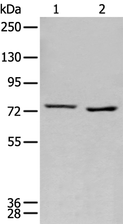 Rabbit Polyclonal Antibody to MEN1