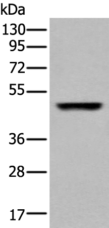 Rabbit Polyclonal Antibody to CHRM2