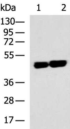 Rabbit Polyclonal Antibody to CNP