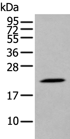 Rabbit Polyclonal Antibody to DUSP3