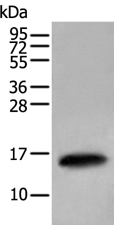 Rabbit Polyclonal Antibody to FABP3