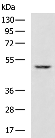 Rabbit Polyclonal Antibody to HTRA2