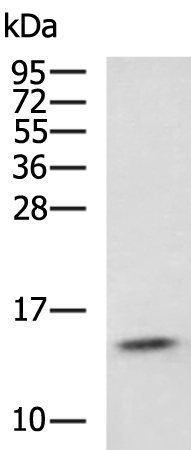 Rabbit Polyclonal Antibody to IFITM1