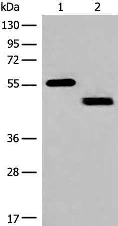 Rabbit Polyclonal Antibody to IFNGR1