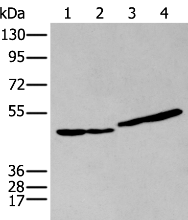 Rabbit Polyclonal Antibody to IL9R