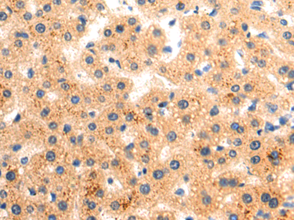 Rabbit Polyclonal Antibody to LINGO1