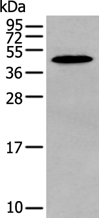 Rabbit Polyclonal Antibody to MAGEB18