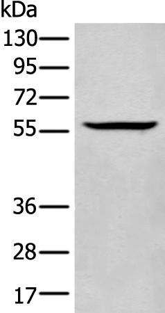 Rabbit Polyclonal Antibody to CSF1