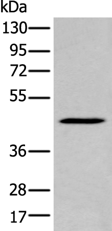 Rabbit Polyclonal Antibody to SERPINB7