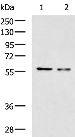 Rabbit Polyclonal Antibody to MTA3