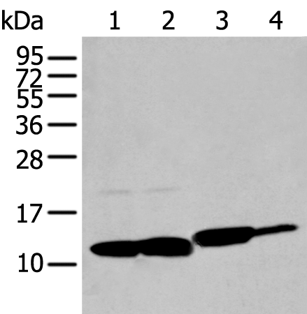 Rabbit Polyclonal Antibody to MIF