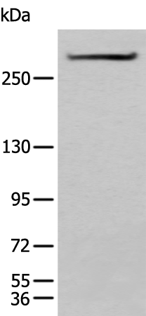 Rabbit Polyclonal Antibody to SPTA1